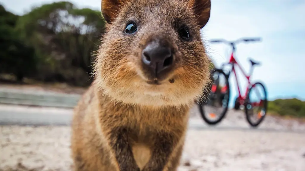 Quokka Perth